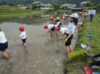 田植え