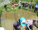 田植え