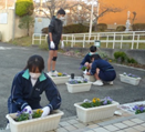 プランターの花植え活動