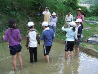 田植えのようす