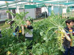 野菜づくりの様子