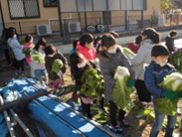 白菜の刈り取り