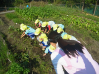 お芋掘りのようす