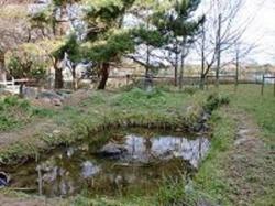 ビオトープ池の様子
