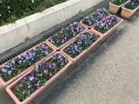花いっぱい運動