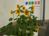 学校園を花いっぱいに2
