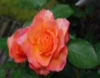 薔薇2
