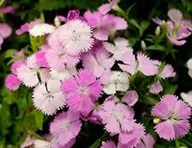 花壇2