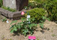 平和の薔薇2
