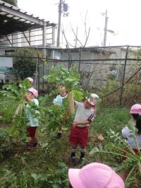 幼稚園児を招待して大根の収穫