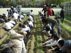 玉ねぎの苗を植え付ける様子
