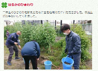 ひまわり手入れ