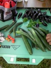 収穫した野菜