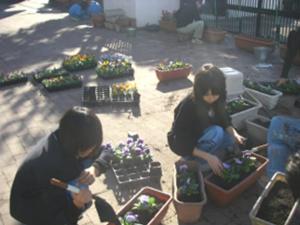 苗植え作業