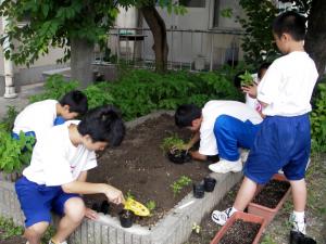 苗の植え替え