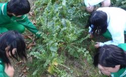 やおっ子農園での作業の様子