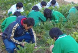 やおっ子農園での作業の様子