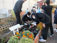 花壇に花植え