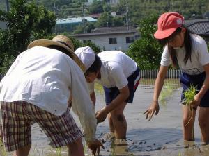 総合学習の一環として米作りの様子
