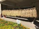 稲作体験活動の様子4