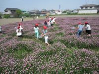 れんげ摘みの様子