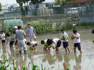田植え