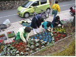移植作業の様子