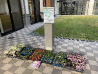 無人販売所に置かれた花苗2