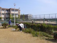 樹木の剪定