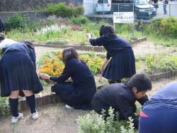花・苗を植える様子