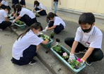 久米田中学校（令和3年度）花いっぱい運動1