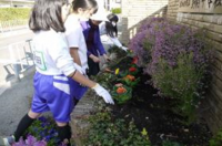 野村中学校（平成29年度）花と緑のボランティア
