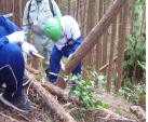 山滝中学校（平成30年度）学校林実習4