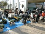 桜台中学校（平成28年度）花植え活動4