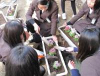 春木中学校（平成26年度）園芸ボランティア