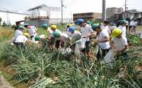 春木中学校（平成26年度）農業体験