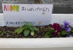 25年度の花いっぱい運動で植えたプランターのようす
