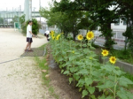 被災地に種をおくために植えて育てたひまわり