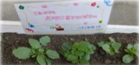 プランターに植えられた花の苗