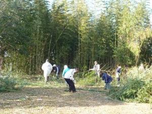 伐採し、見通しがよくなった竹林