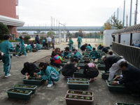 ま平成29年度 ちかど学級園1