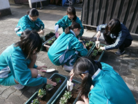 平成29年度 まちかど学級園2