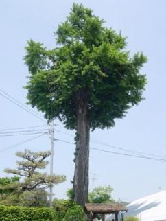 乾邸のイチョウの写真