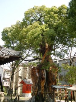 神田天満宮のクスの写真