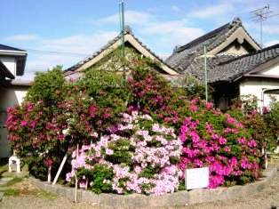 妙楽寺のツツジの写真