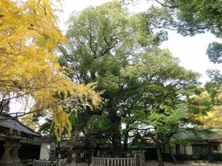 旭神社のくすの写真