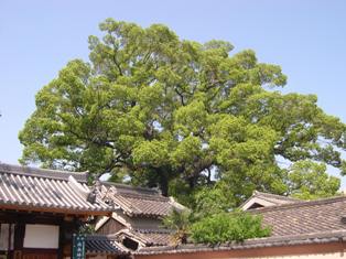 法楽寺のくすの写真