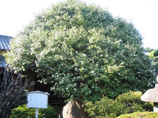 野中寺のさざんかの写真
