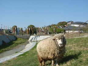 アドプトリバーうちだの取り組みであるひつじ飼育による河川環境づくりの様子
