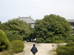 蔭涼寺のぎんもくせいの写真